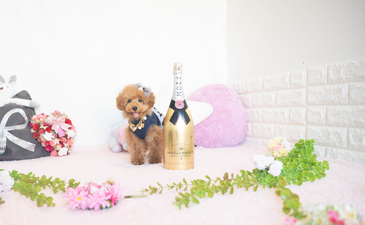 タイニープードルのレッドの女の子|2025年7月17日生まれ|No.10954|画像3枚目