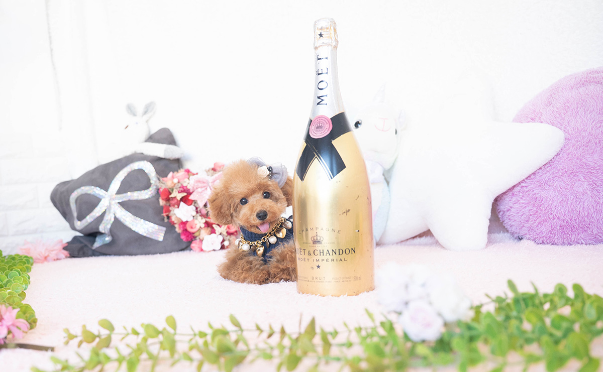 タイニープードルのレッドの女の子|2025年7月17日生まれ|No.10954|画像4枚目