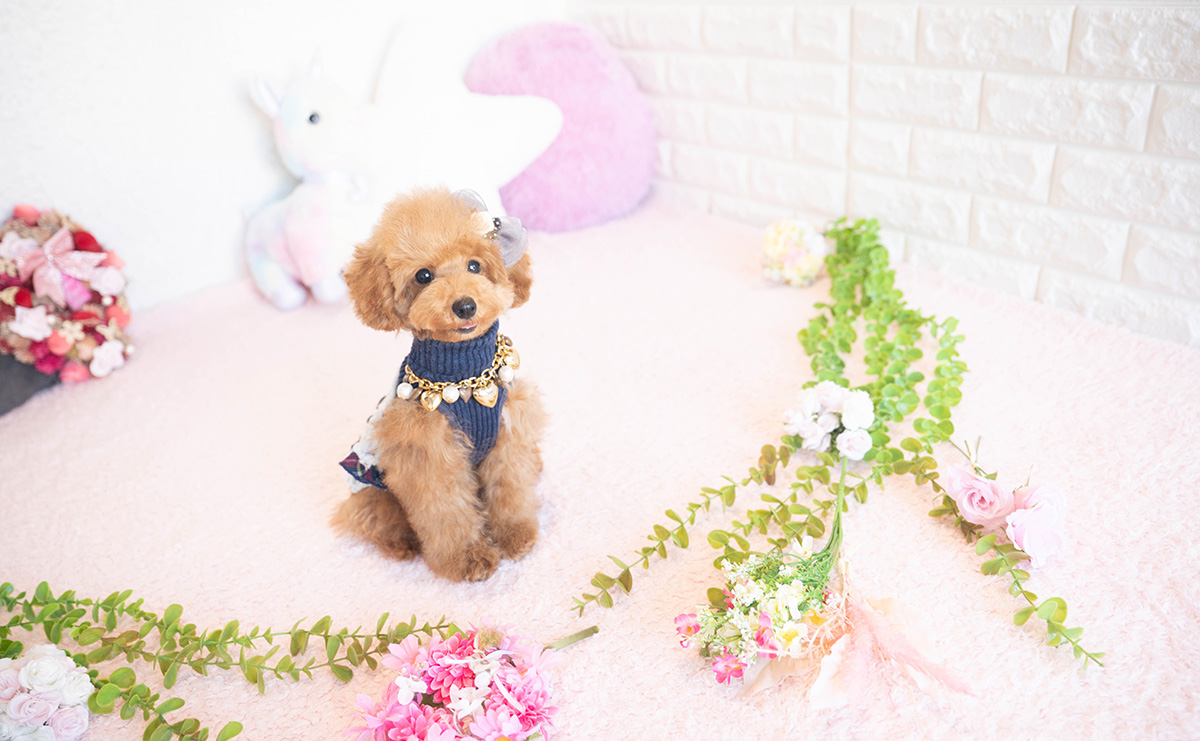 タイニープードルのレッドの女の子|2025年7月17日生まれ|No.10954|画像5枚目