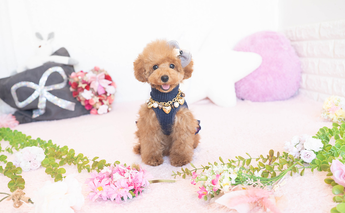 タイニープードルのレッドの女の子|2025年7月17日生まれ|No.10954|画像0枚目