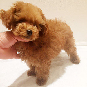 タイニープードルのレッドの女の子|2025年9月28日生まれ|No.10964|画像0枚目