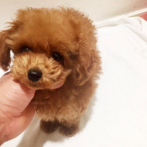 タイニープードルのレッドの女の子|2025年9月28日生まれ|No.10964|画像1枚目