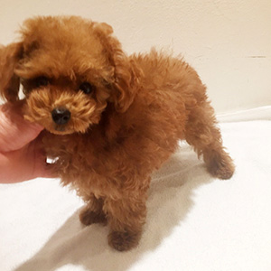 タイニープードルのレッドの女の子|2025年9月28日生まれ|No.10964|画像2枚目