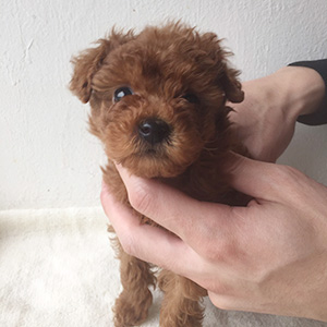 トイプードルのレッドの男の子|2025年10月3日生まれ|No.10956|画像0枚目