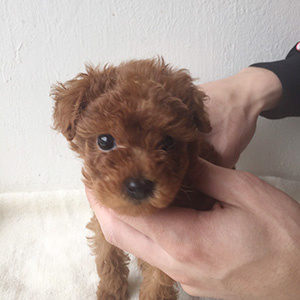 トイプードルのレッドの男の子|2025年10月3日生まれ|No.10956|画像1枚目