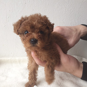 トイプードルのレッドの男の子|2025年10月3日生まれ|No.10956|画像2枚目