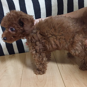 トイプードルのレッドの男の子|2025年9月13日生まれ|No.10952|画像0枚目