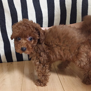 トイプードルのレッドの男の子|2025年9月13日生まれ|No.10952|画像1枚目