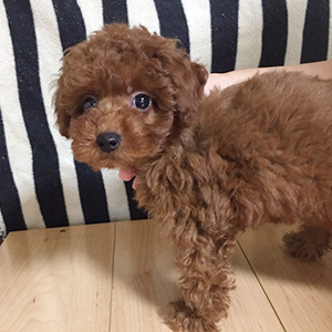 トイプードルのレッドの男の子|2025年9月13日生まれ|No.10952|画像2枚目