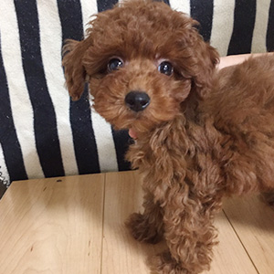 トイプードルのレッドの男の子|2025年9月13日生まれ|No.10952|画像3枚目