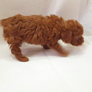 タイニープードルのレッドの男の子|2025年10月10日生まれ|No.10955|画像2枚目