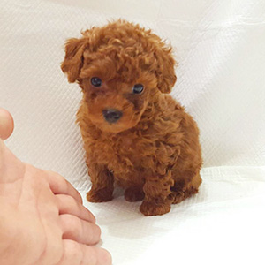 タイニープードルのレッドの男の子|2025年10月10日生まれ|No.10955|画像3枚目