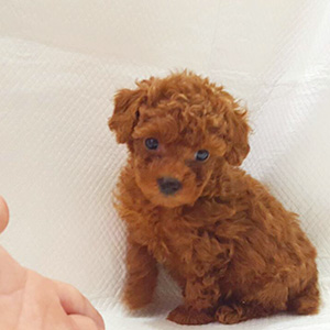 タイニープードルのレッドの男の子|2025年10月10日生まれ|No.10955|画像4枚目