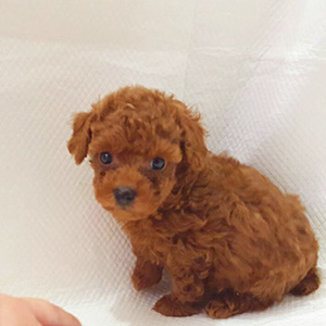 タイニープードルのレッドの男の子|2025年10月10日生まれ|No.10955|画像5枚目