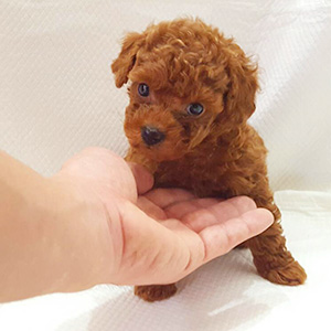 タイニープードルのレッドの男の子|2025年10月10日生まれ|No.10955|画像6枚目