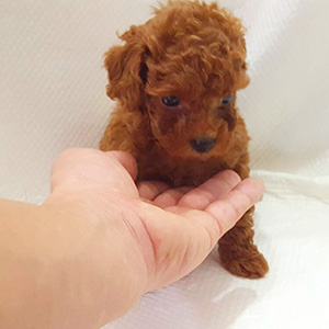 タイニープードルのレッドの男の子|2025年10月10日生まれ|No.10955|画像7枚目