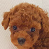 タイニープードルのレッドの男の子(2025年10月10日生まれ)