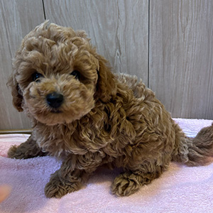 タイニープードルのレッドの女の子|2025年10月14日生まれ|No.11003|画像0枚目