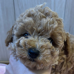 タイニープードルのレッドの女の子|2025年10月14日生まれ|No.11003|画像1枚目