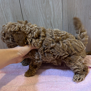 タイニープードルのレッドの女の子|2025年10月14日生まれ|No.11003|画像2枚目