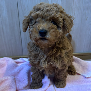 トイプードルのレッドの男の子|2025年10月2日生まれ|No.10989|画像0枚目