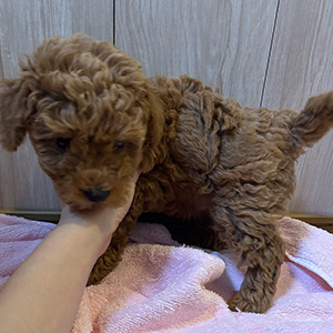 トイプードルのレッドの男の子|2025年10月2日生まれ|No.10989|画像1枚目