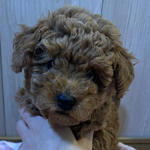 トイプードルのレッドの男の子|2025年10月2日生まれ|No.10989|画像2枚目