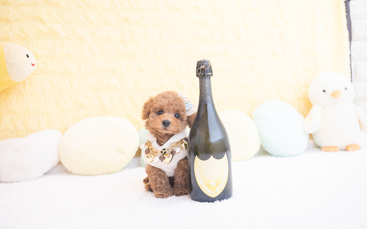 タイニープードルのレッドの男の子|2025年10月9日生まれ|No.10960|画像4枚目