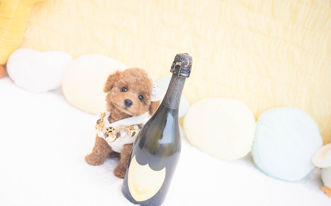 タイニープードルのレッドの男の子|2025年10月9日生まれ|No.10960|画像5枚目