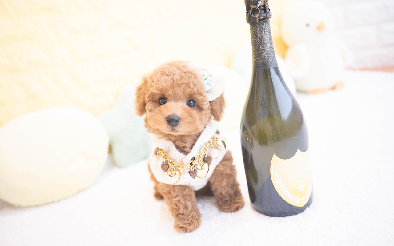 タイニープードルのレッドの男の子|2025年10月9日生まれ|No.10960|画像6枚目