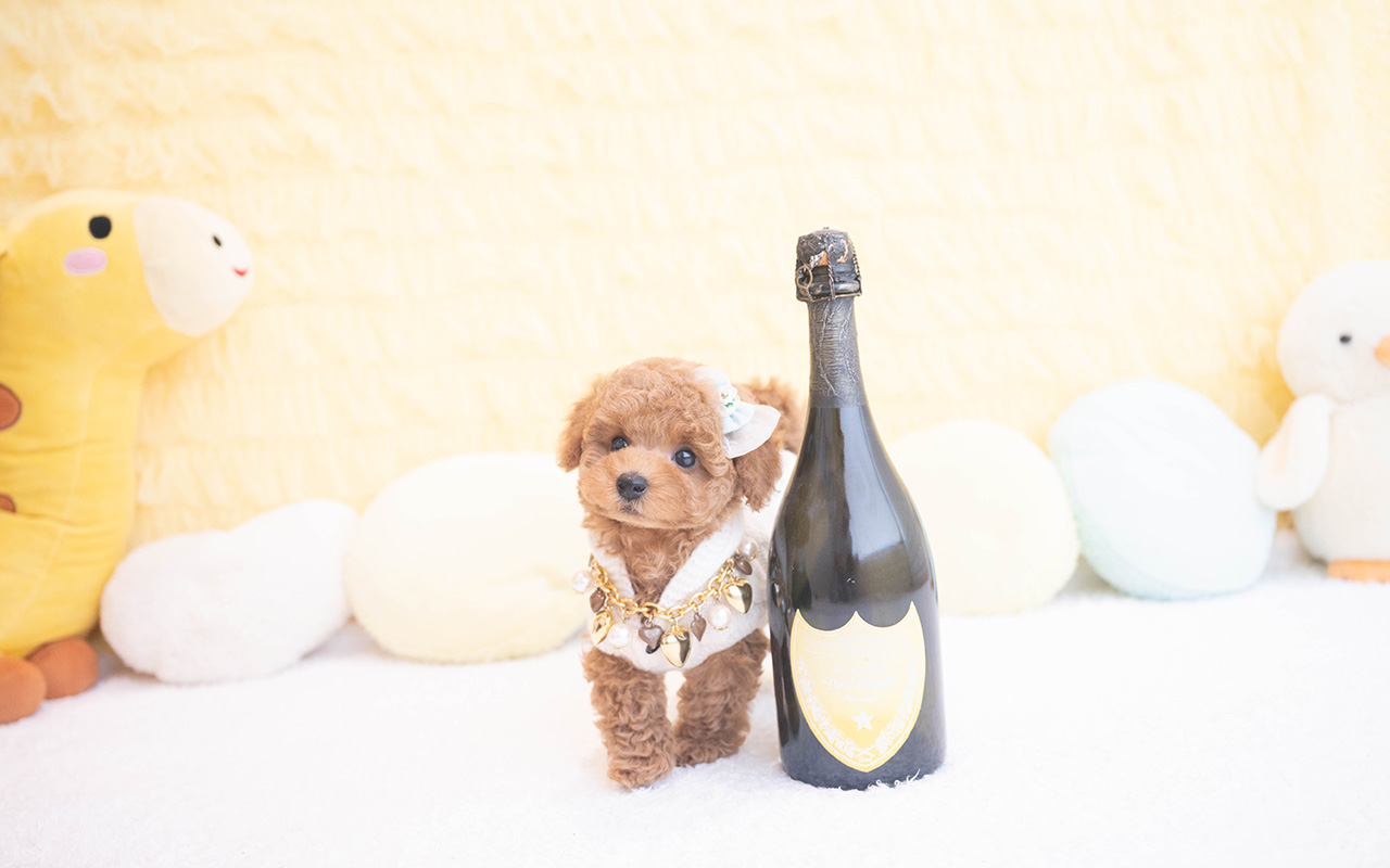 タイニープードルのレッドの男の子|2025年10月9日生まれ|No.10960|画像7枚目