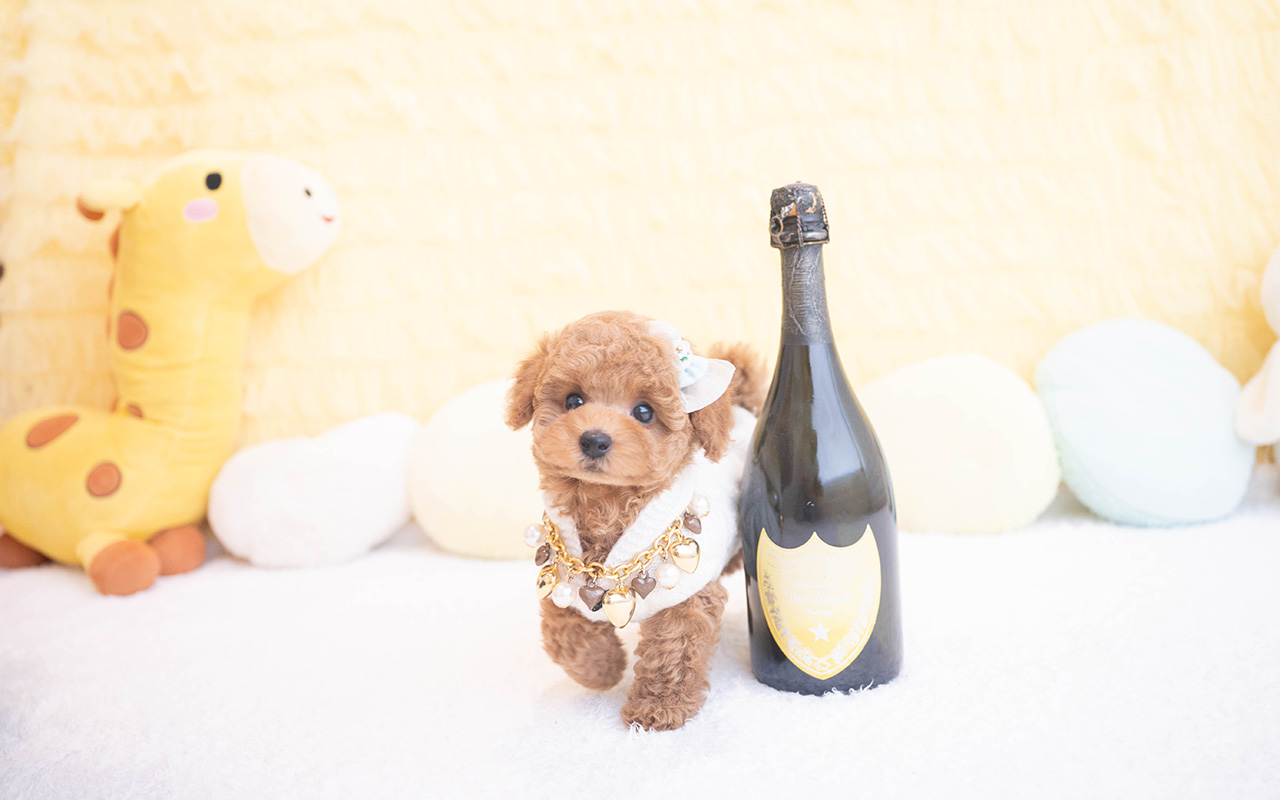 タイニープードルのレッドの男の子|2025年10月9日生まれ|No.10960|画像8枚目