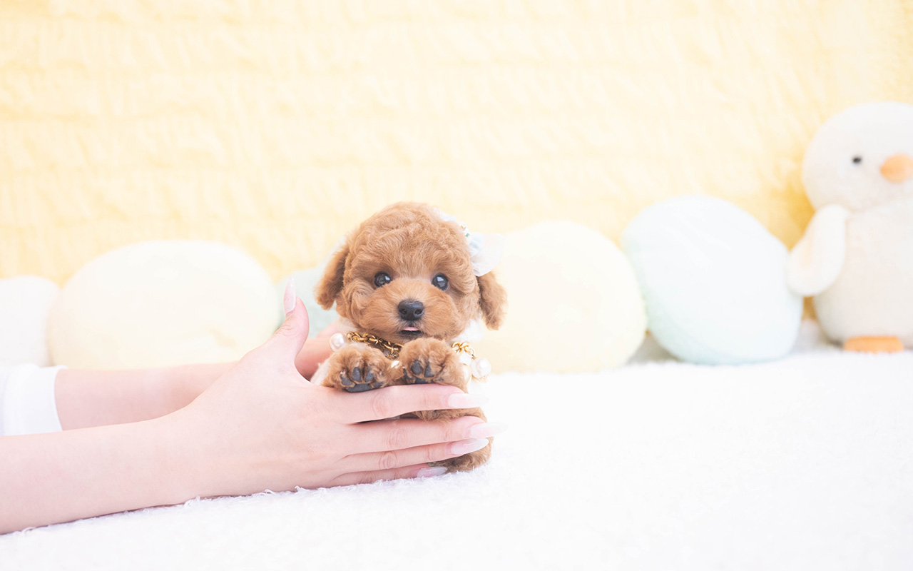 タイニープードルのレッドの男の子|2025年10月9日生まれ|No.10960|画像1枚目