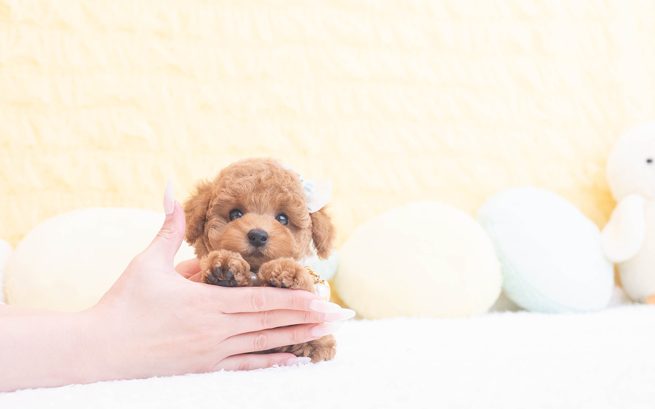 タイニープードルのレッドの男の子|2025年10月9日生まれ|No.10960|画像0枚目