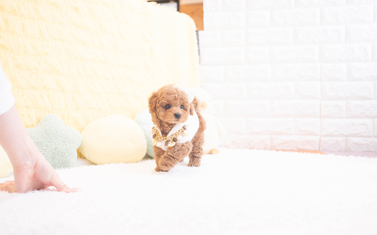 タイニープードルのレッドの男の子|2025年10月9日生まれ|No.10960|画像2枚目