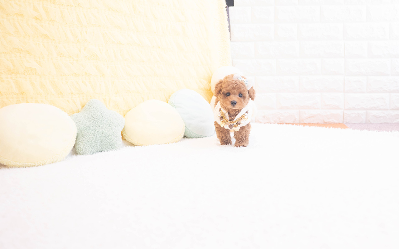 タイニープードルのレッドの男の子|2025年10月9日生まれ|No.10960|画像3枚目