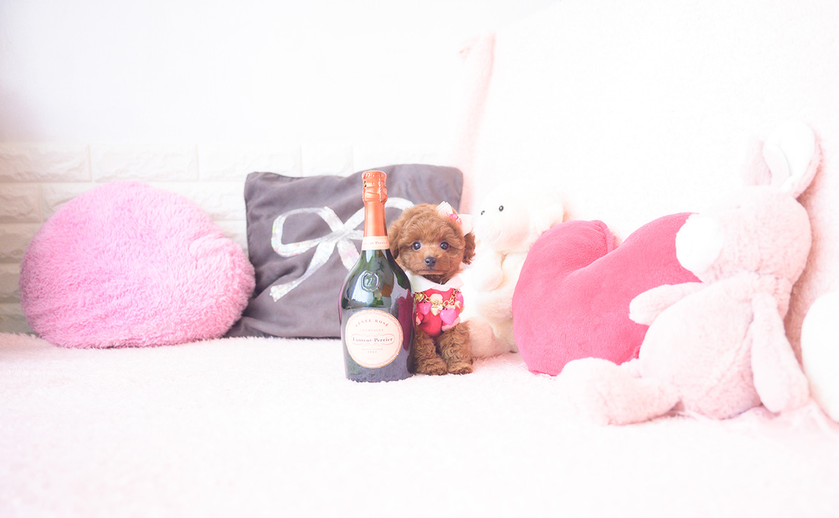 タイニープードルのレッドの女の子|2025年10月1日生まれ|No.10990|画像1枚目