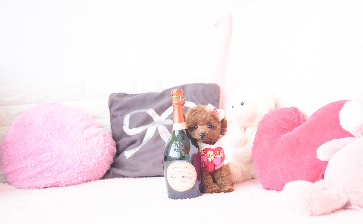 タイニープードルのレッドの女の子|2025年10月1日生まれ|No.10990|画像2枚目