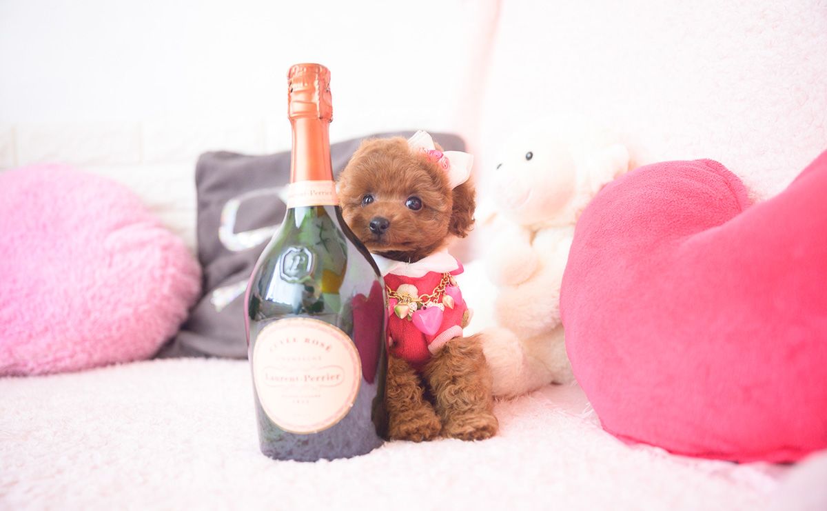 タイニープードルのレッドの女の子|2025年10月1日生まれ|No.10990|画像3枚目