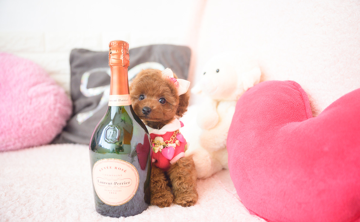 タイニープードルのレッドの女の子|2025年10月1日生まれ|No.10990|画像4枚目