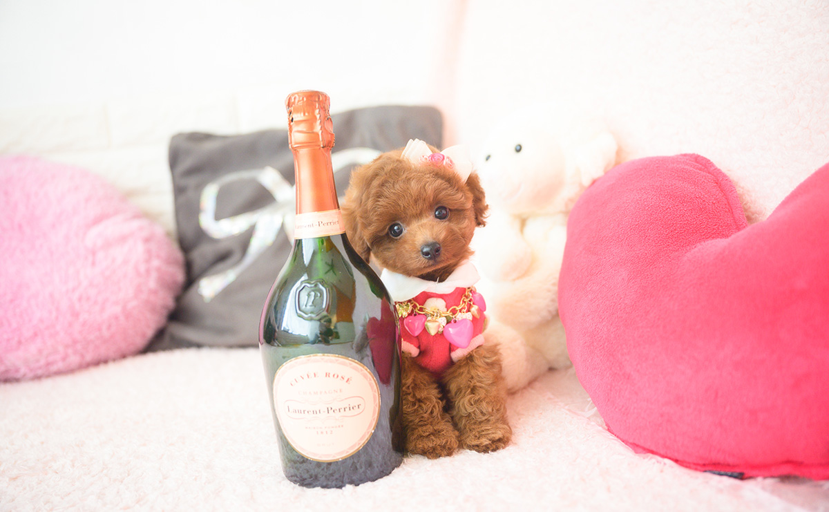 タイニープードルのレッドの女の子|2025年10月1日生まれ|No.10990|画像5枚目