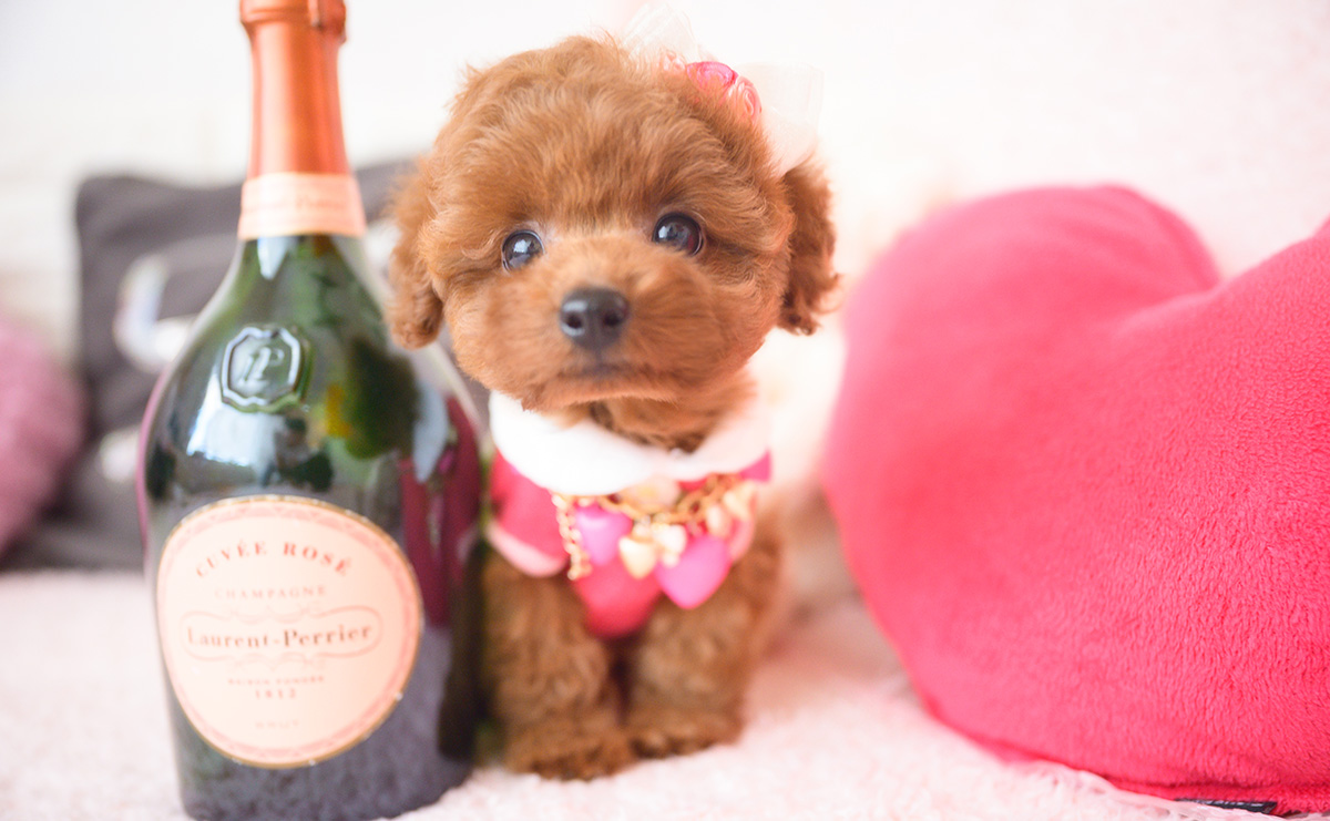 タイニープードルのレッドの女の子|2025年10月1日生まれ|No.10990|画像6枚目