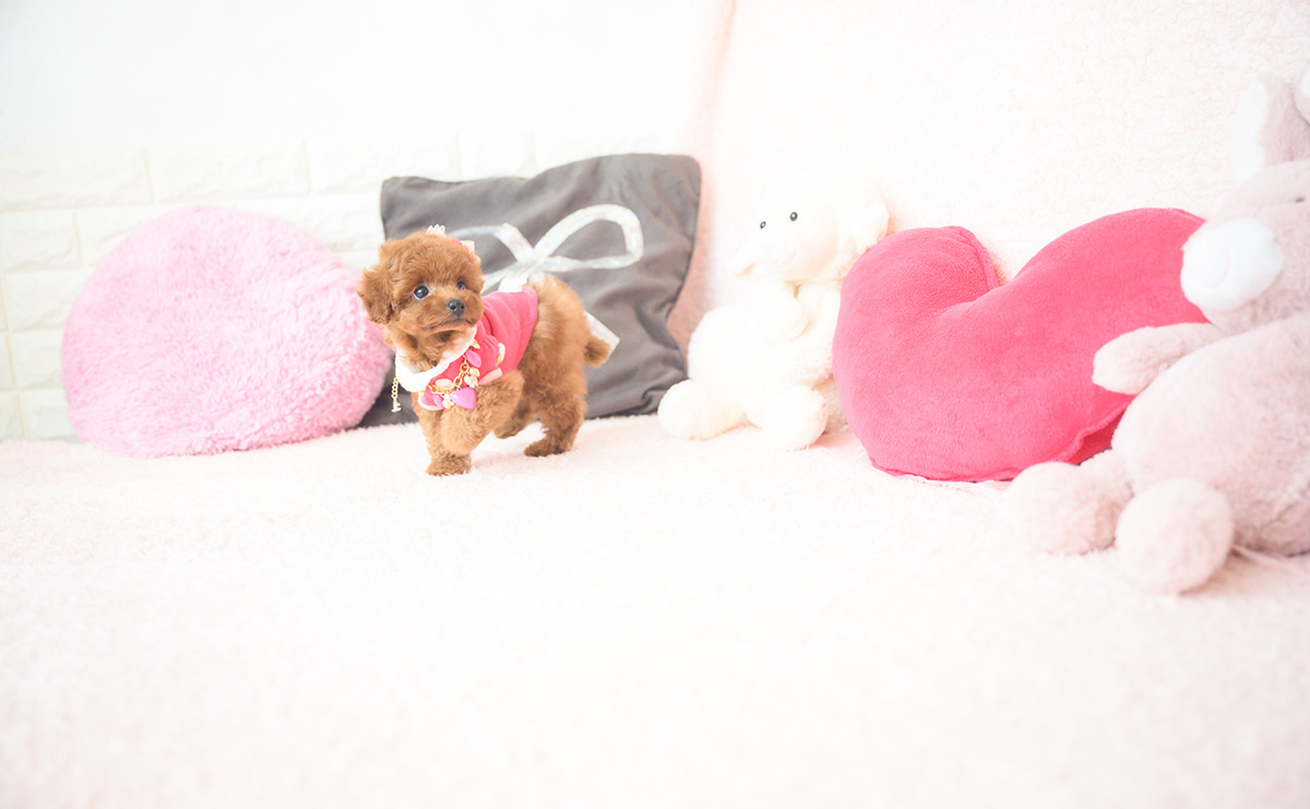 タイニープードルのレッドの女の子|2025年10月1日生まれ|No.10990|画像8枚目