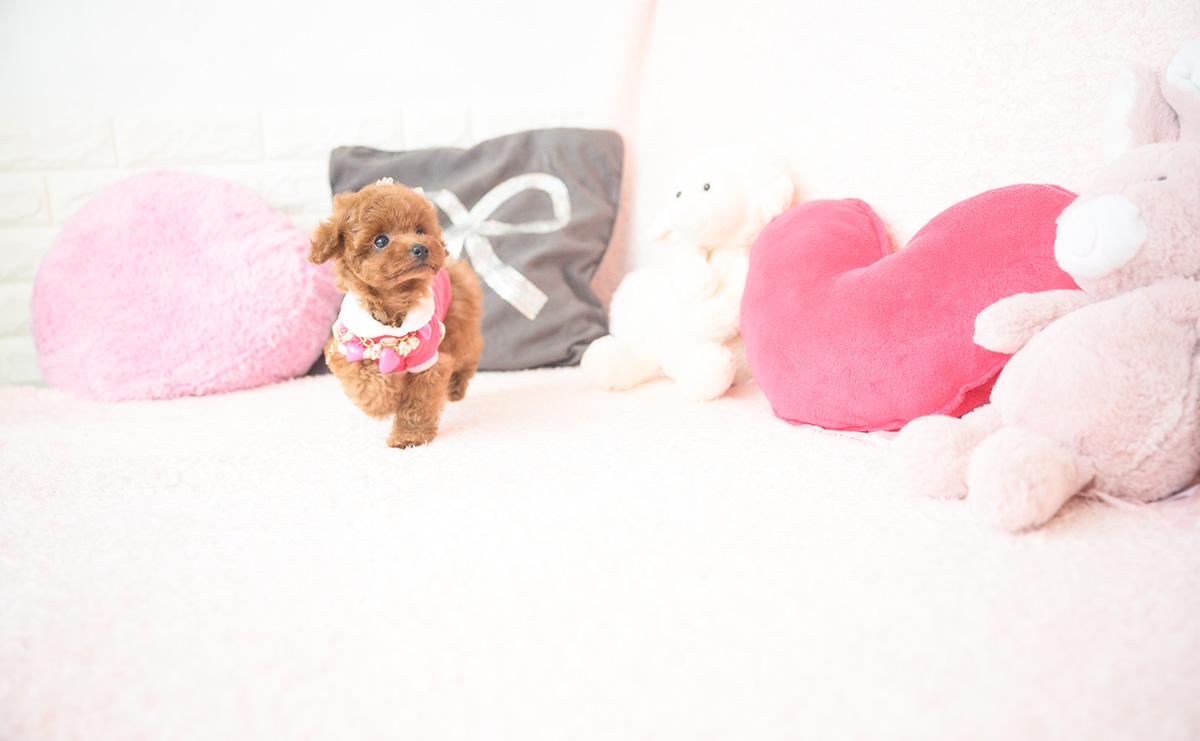 タイニープードルのレッドの女の子|2025年10月1日生まれ|No.10990|画像9枚目