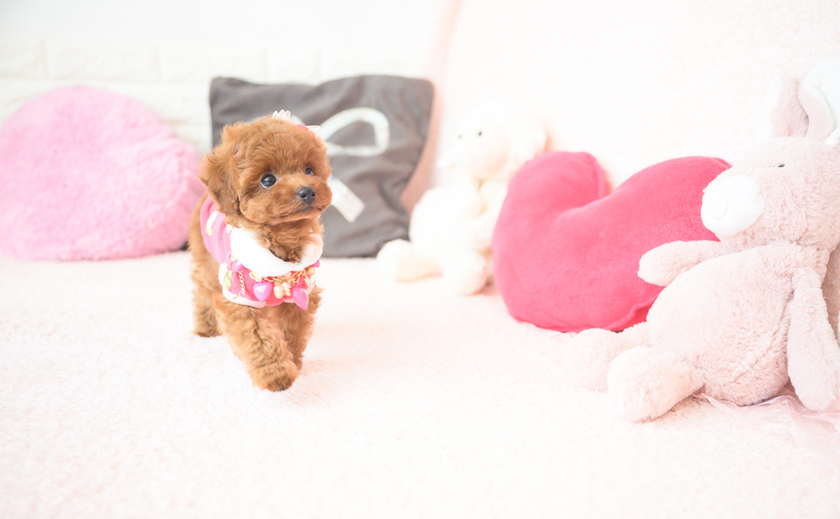 タイニープードルのレッドの女の子|2025年10月1日生まれ|No.10990|画像10枚目