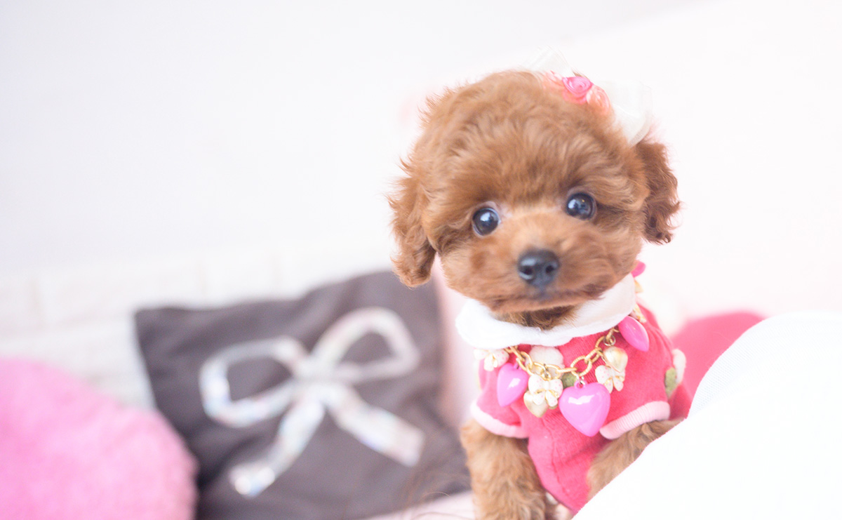 タイニープードルのレッドの女の子|2025年10月1日生まれ|No.10990|画像0枚目