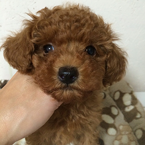 タイニープードルのレッドの男の子|2025年10月11日生まれ|No.11002|画像0枚目