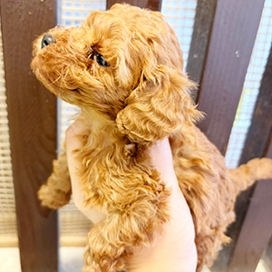 タイニープードルのレッドの男の子|2025年11月7日生まれ|No.11005|画像0枚目