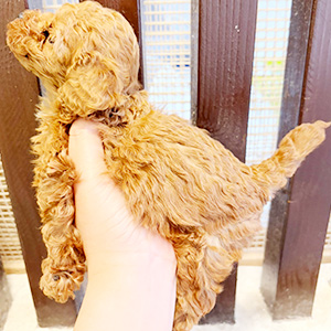 タイニープードルのレッドの男の子|2025年11月7日生まれ|No.11005|画像1枚目