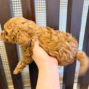 タイニープードルのレッドの男の子|2025年11月7日生まれ|No.11004|画像0枚目